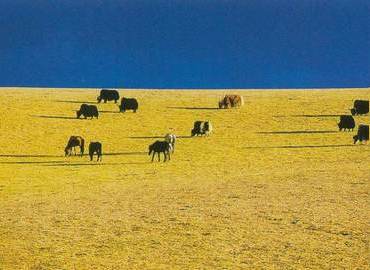 Nagchu has a harsh alpine climate with freezing winters and cool summers Nagchu has a harsh alpine climate with freezing winters and cool summers