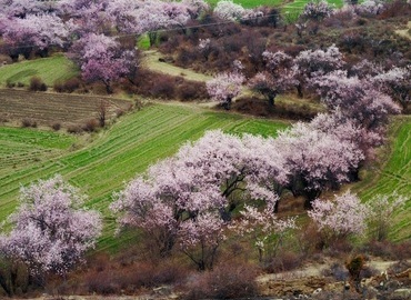 During the Peach Flower Tourism and Culture Festival, you can witness the graceful Nirvana Peach Fairy of 2018 During the Peach Flower Tourism and Culture Festival, you can witness the graceful Nirvana Peach Fairy of 2018