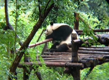 Chengdu is the hometown of the adorable Giant Pandas Chengdu is the hometown of the adorable Giant Pandas