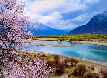 Nyingchi peach trees are in full bloom in March and allure numerous tourists. Nyingchi peach trees are in full bloom in March and allure numerous tourists.