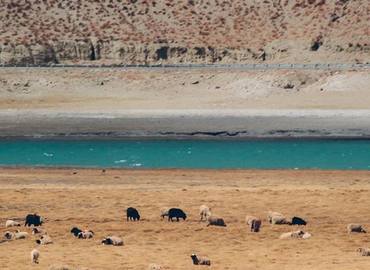 See a flock of sheep and local herdsman along the lakeshore.